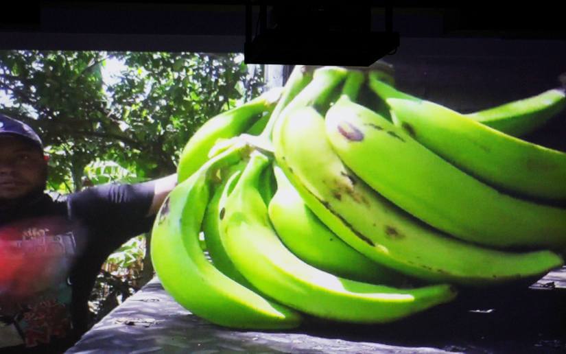 PLATANO