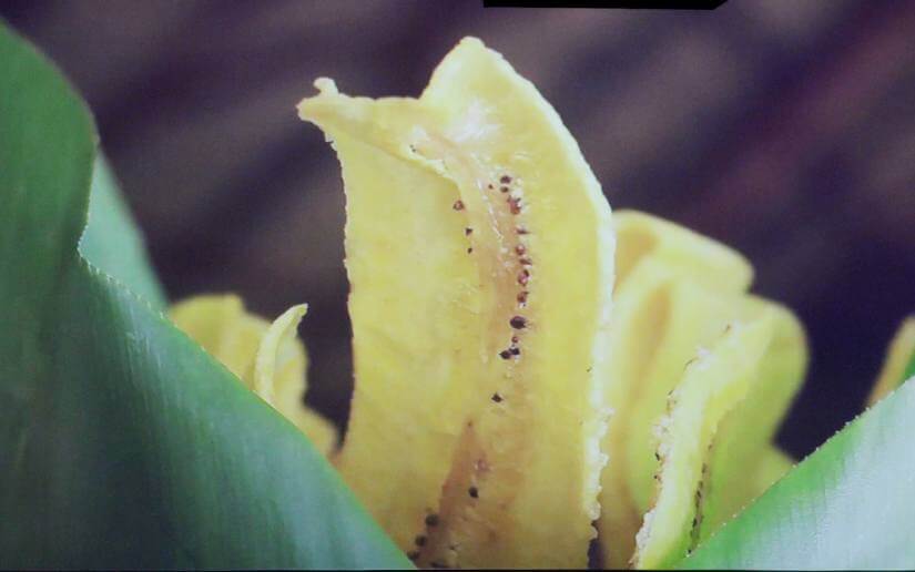 PLATANO