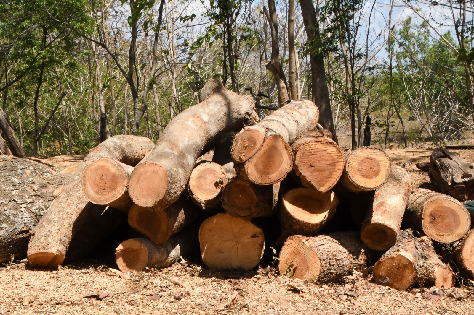 madera8