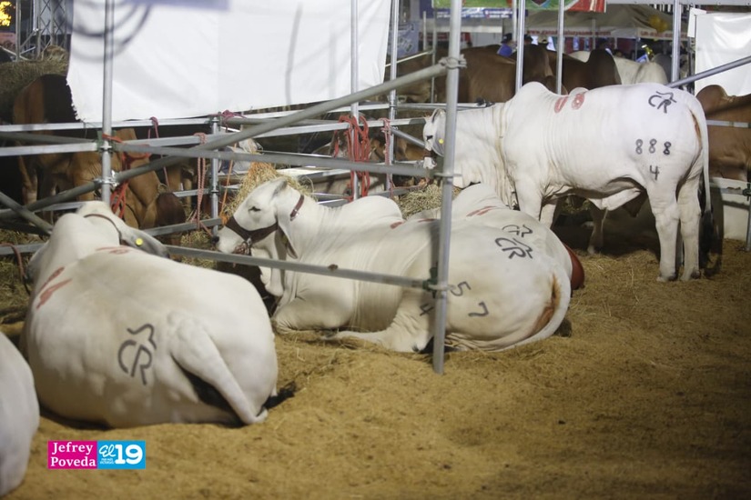 FERIA-GANADERA--(2)