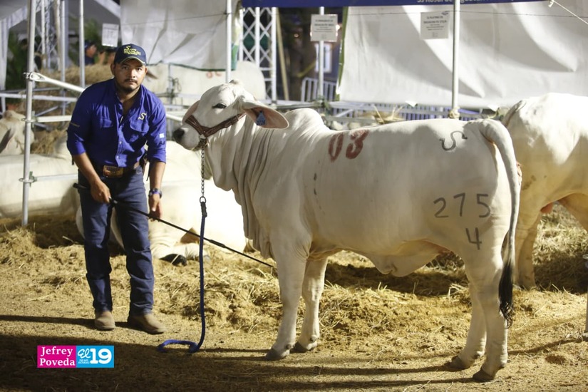 FERIA-GANADERA--(4)