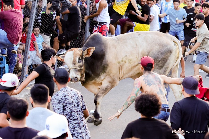 VACAS-(28)