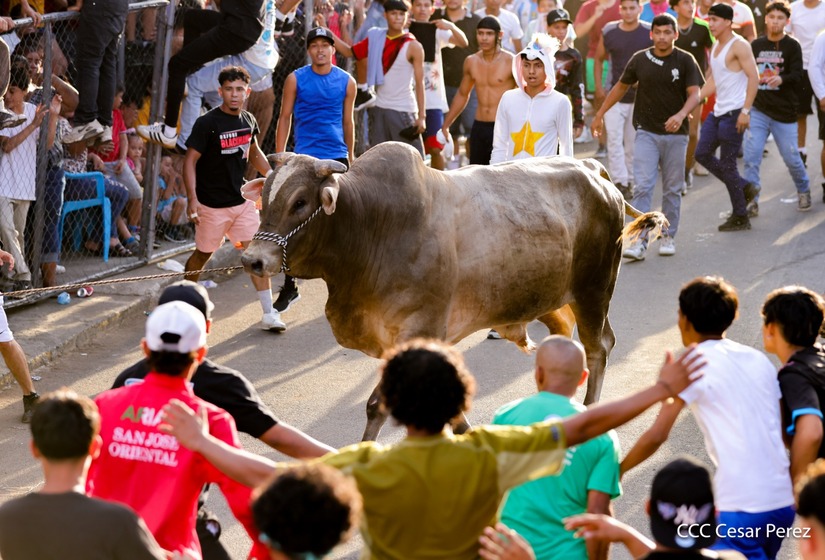 VACAS-(29)