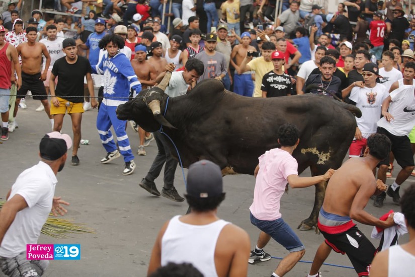 TORO-(50)
