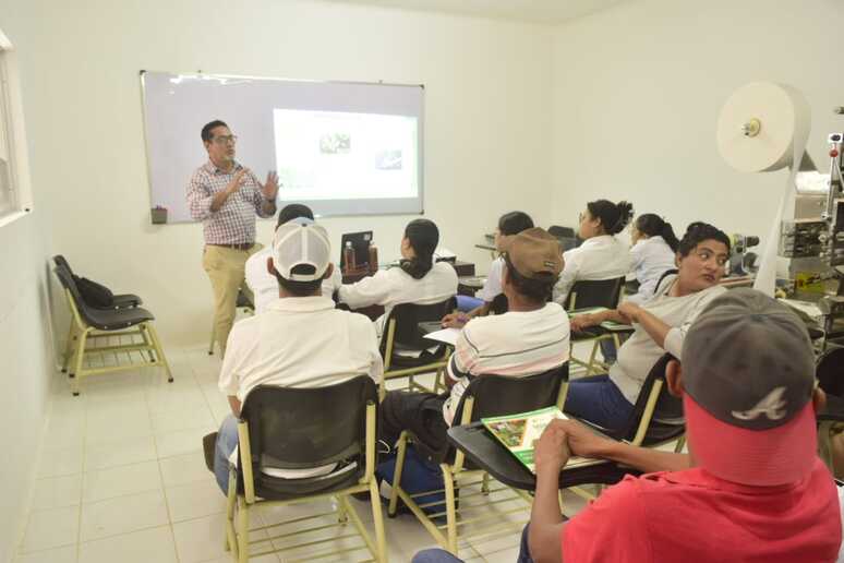 MORINGA7