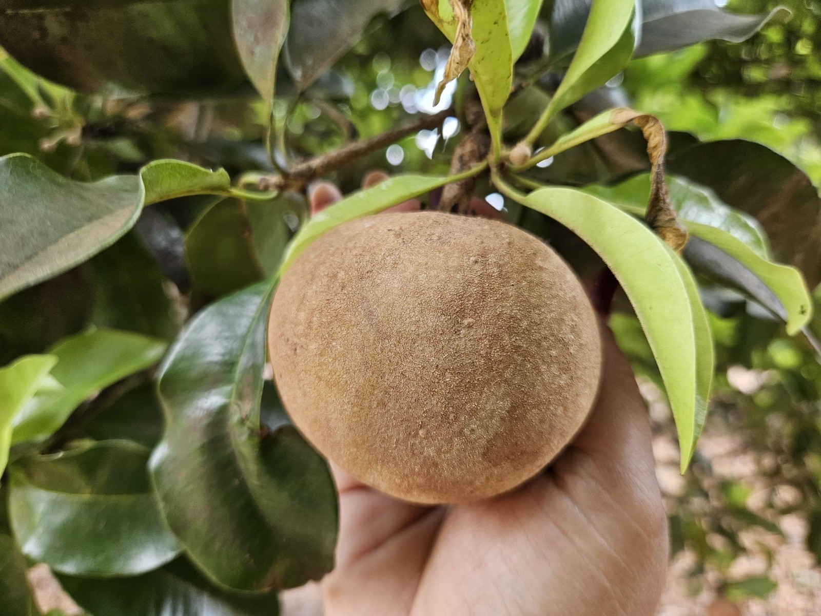 INTA4