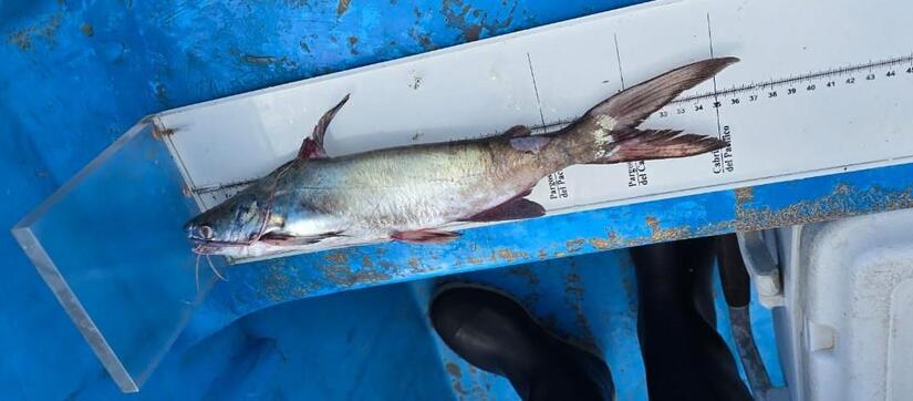 INPESCA-20