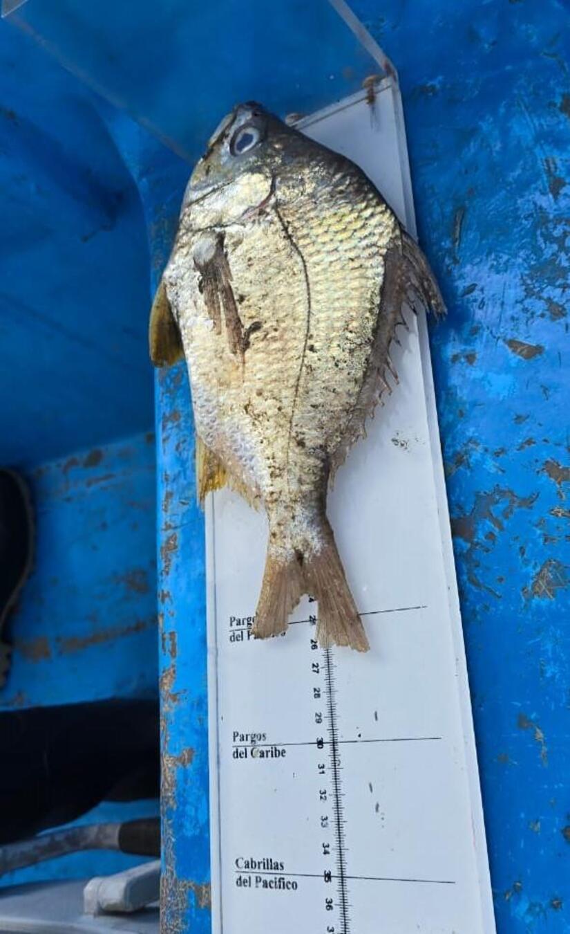 INPESCA-7