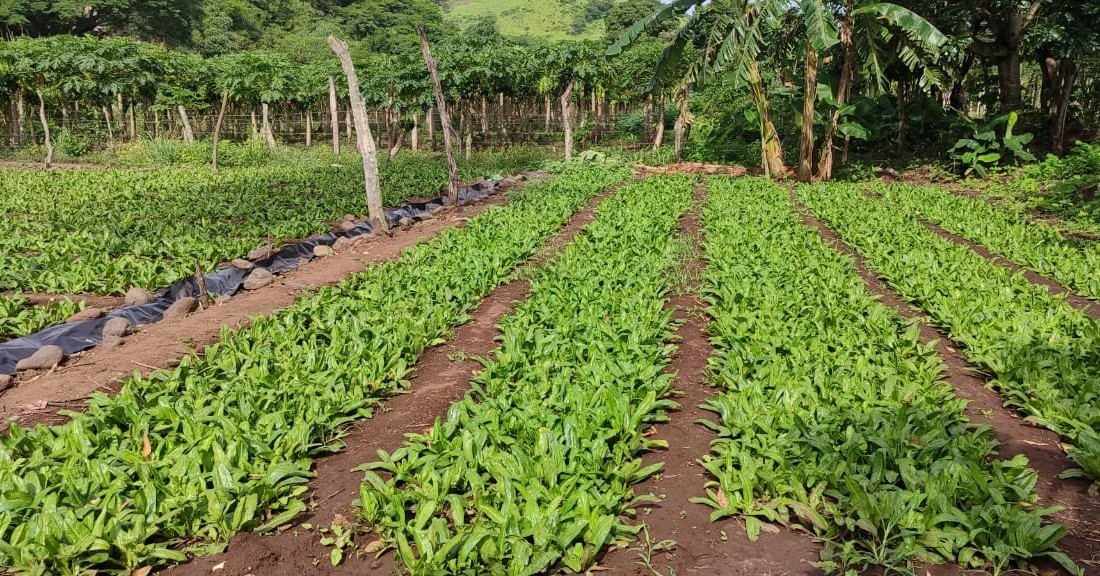 CULANTRO2