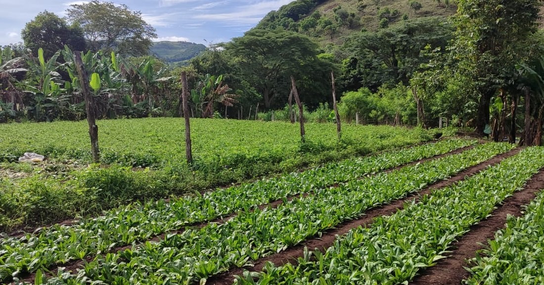 CULANTRO3
