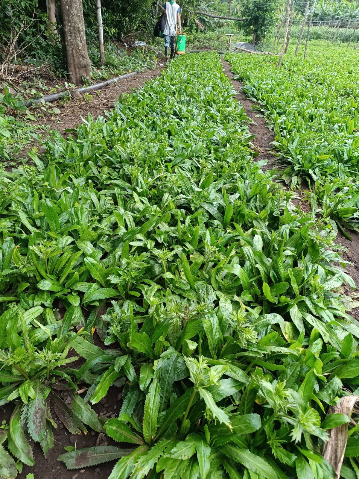 CULANTRO5