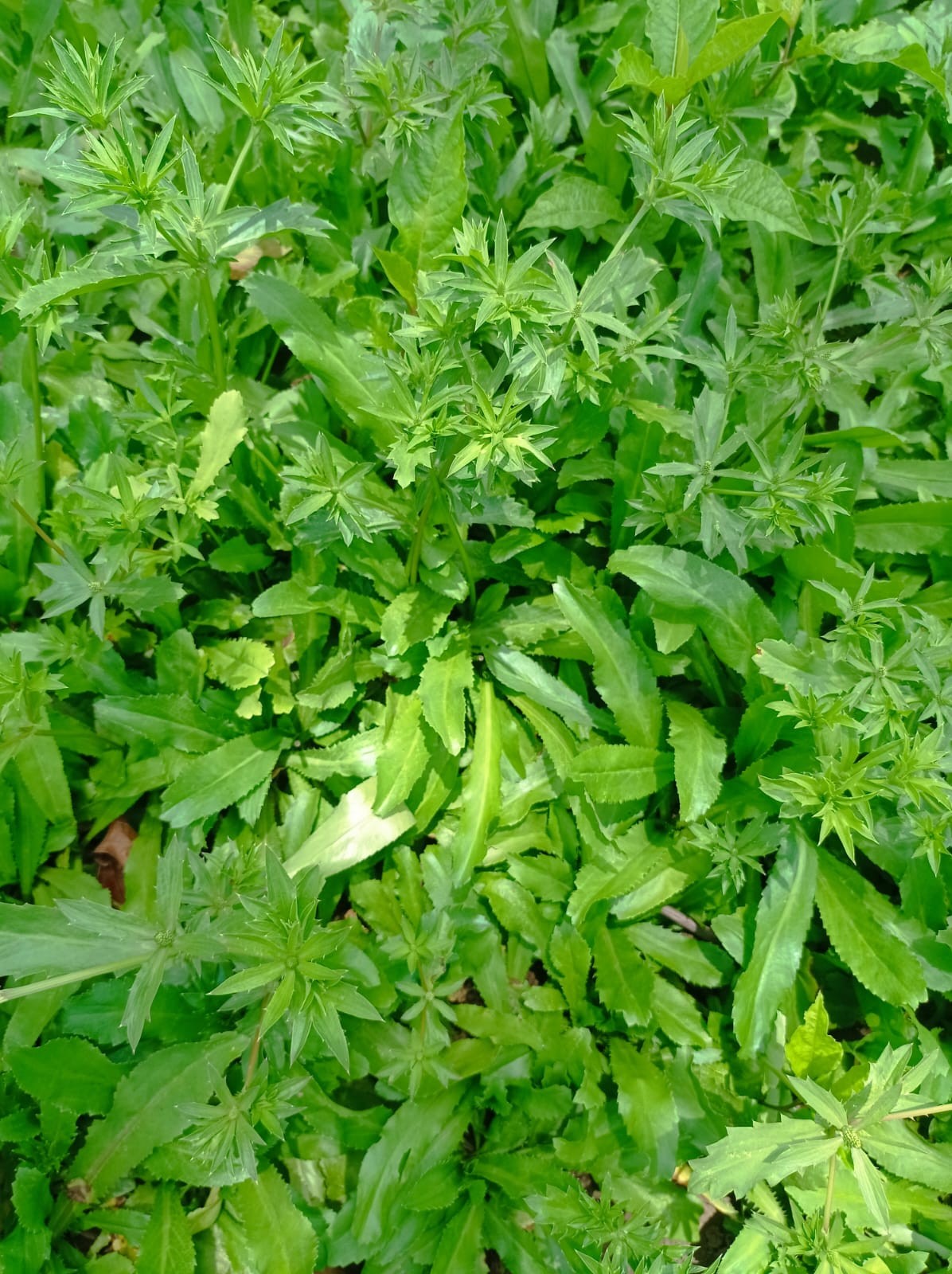 CULANTRO3