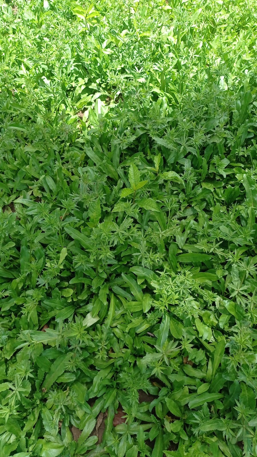 CULANTRO4
