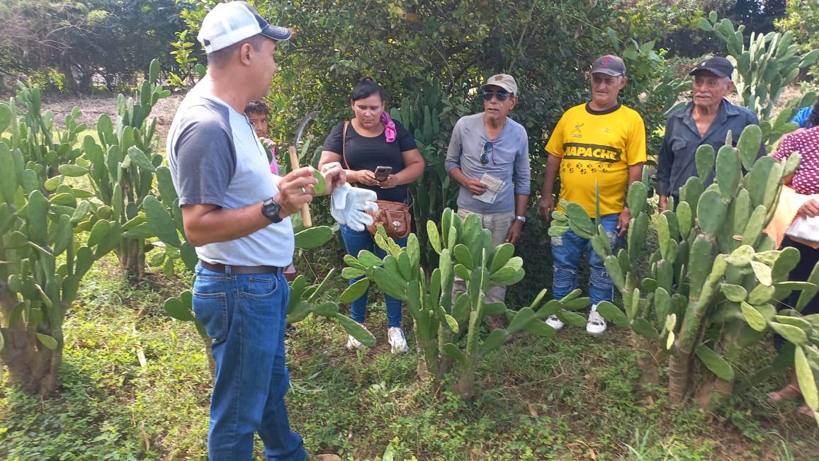 NOPAL4