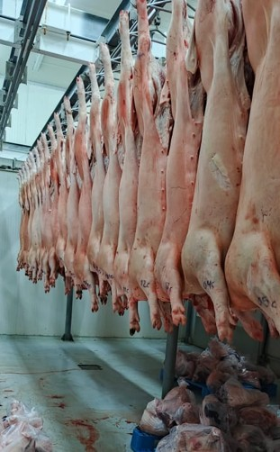 CARNE-DE-CERDO2
