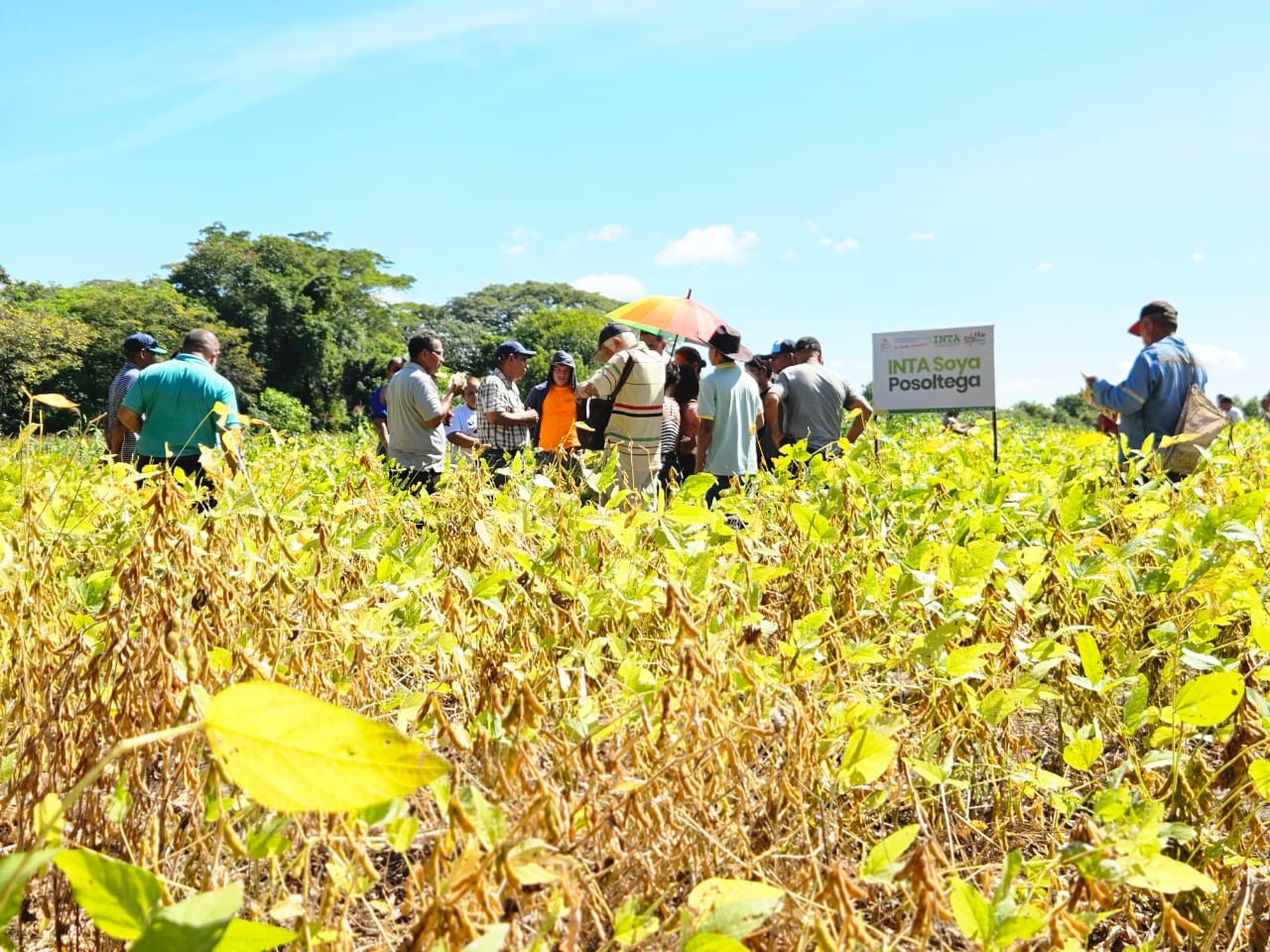 SORGO2