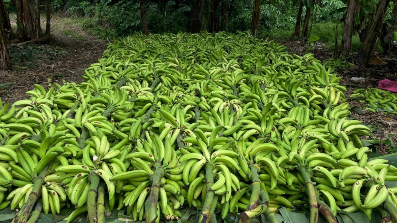 PLATANO4