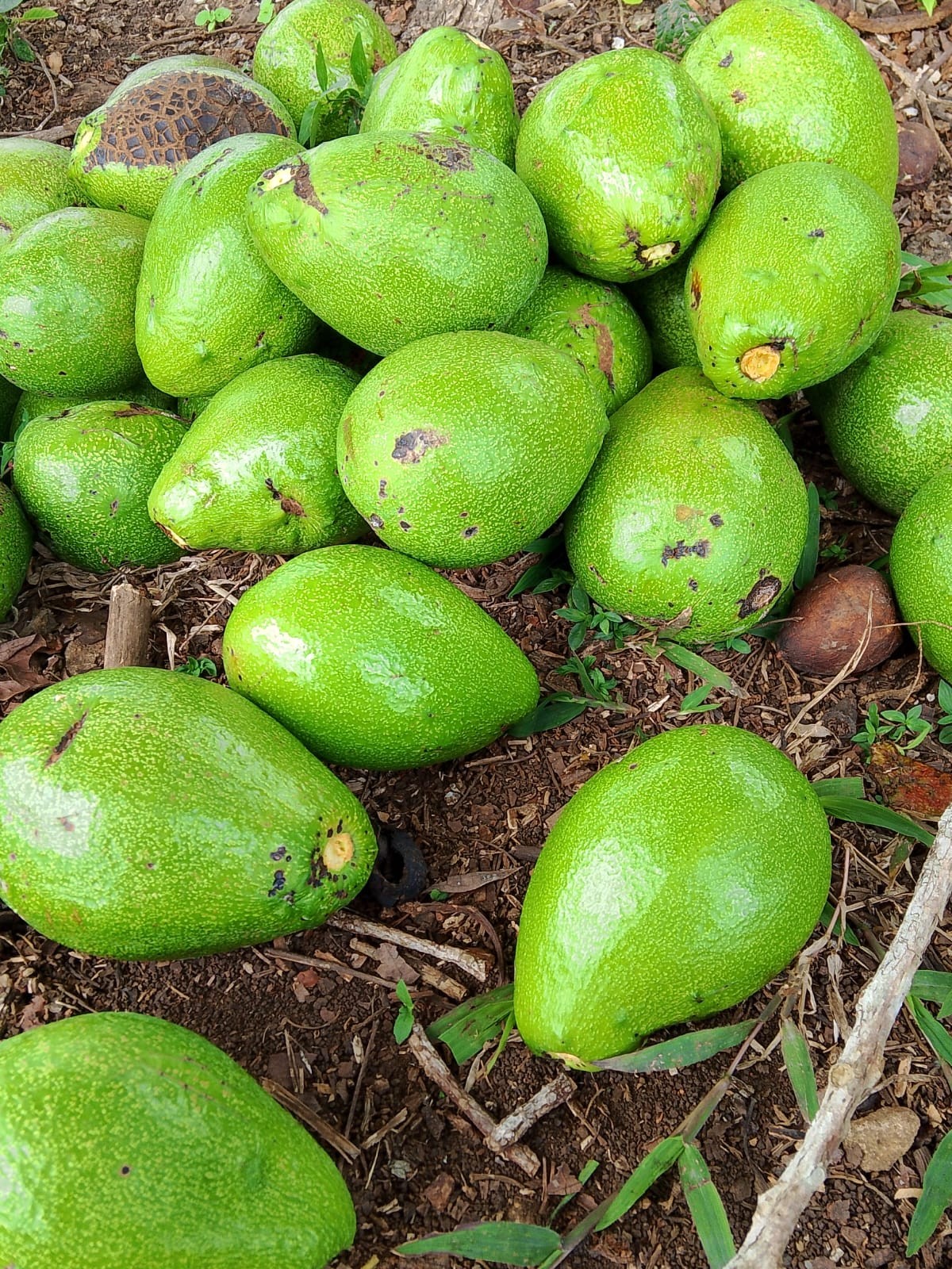 AGUACATE3