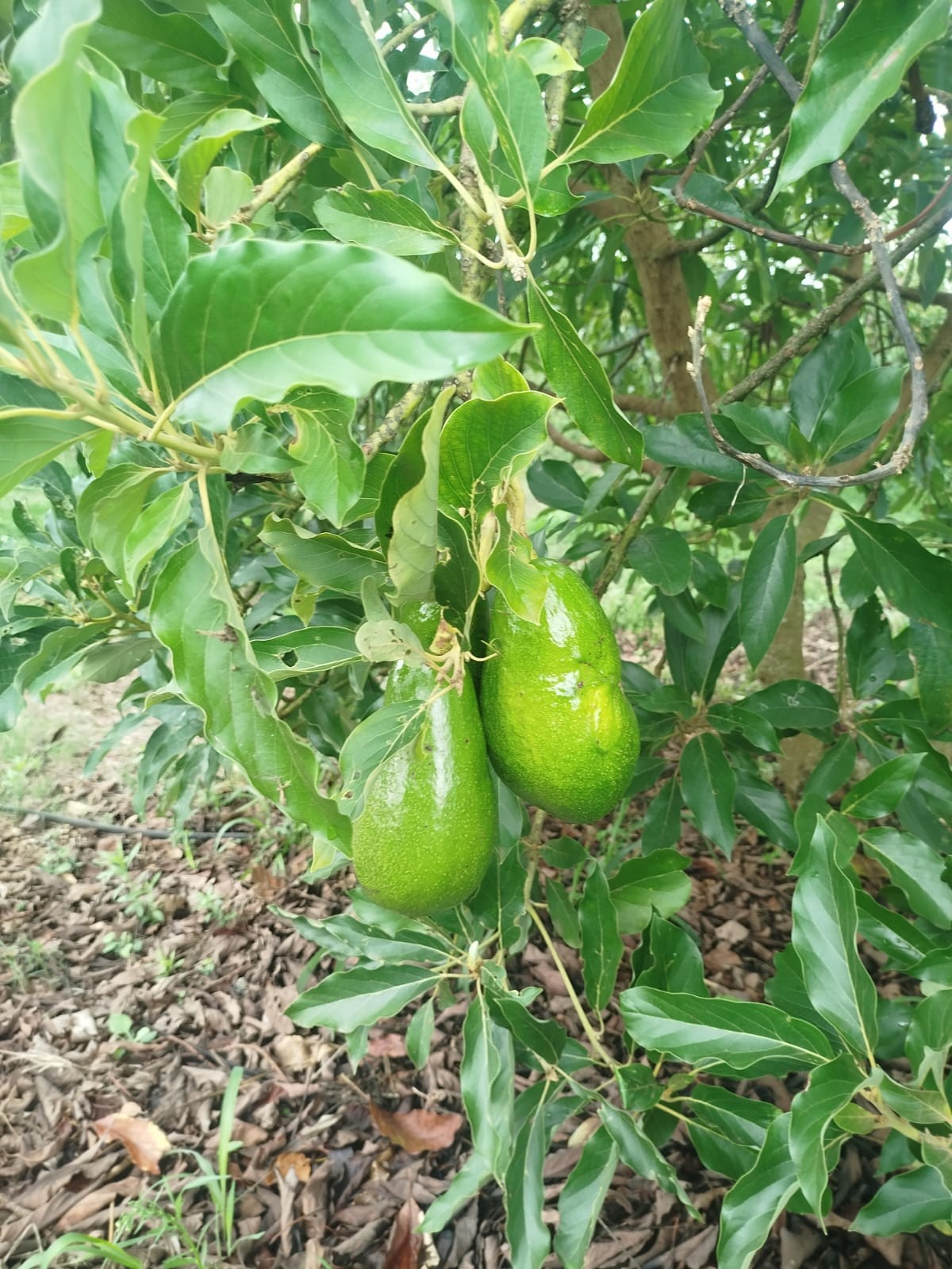 AGUACATE5