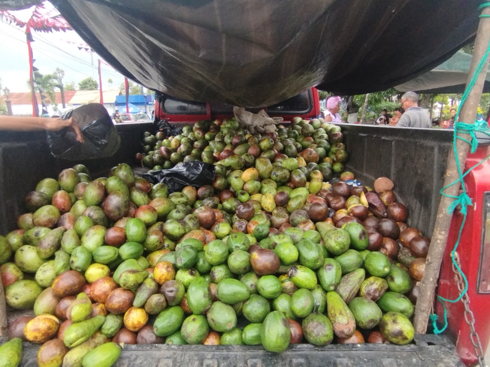 AGUACATE6
