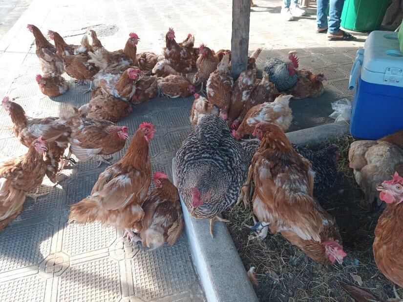 Mercados-Abastecidos--(8)