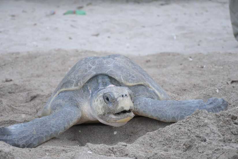 tortugas4