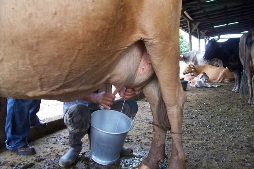 LECHE7
