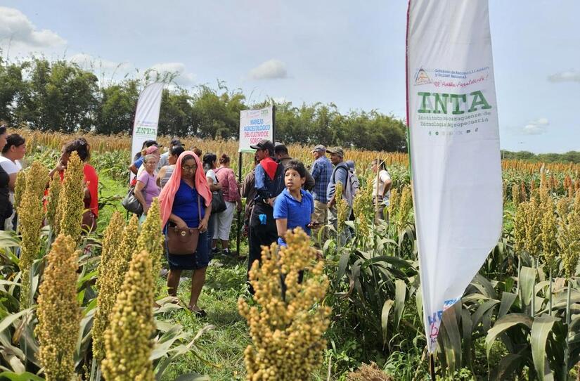 SORGO6