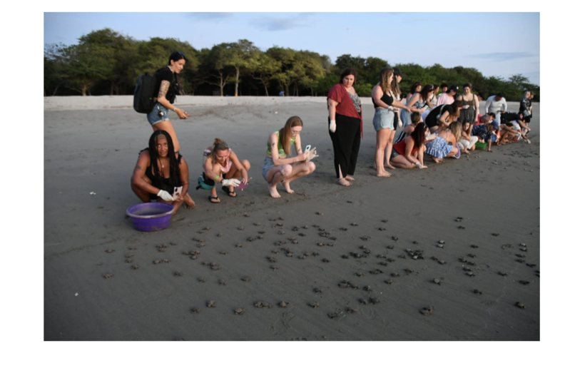 tortugas-3