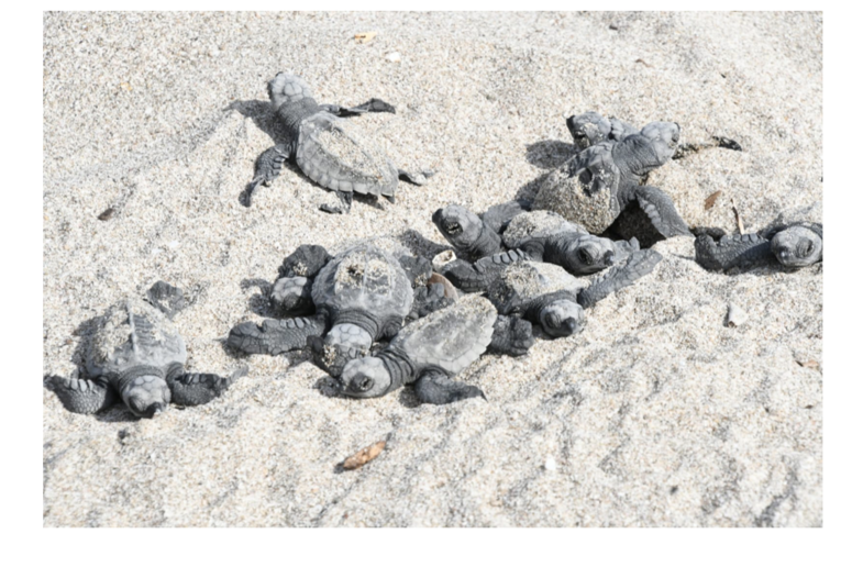 tortugas-7