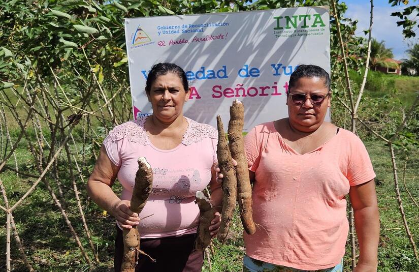 YUCA7