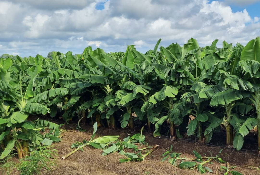 platano-3