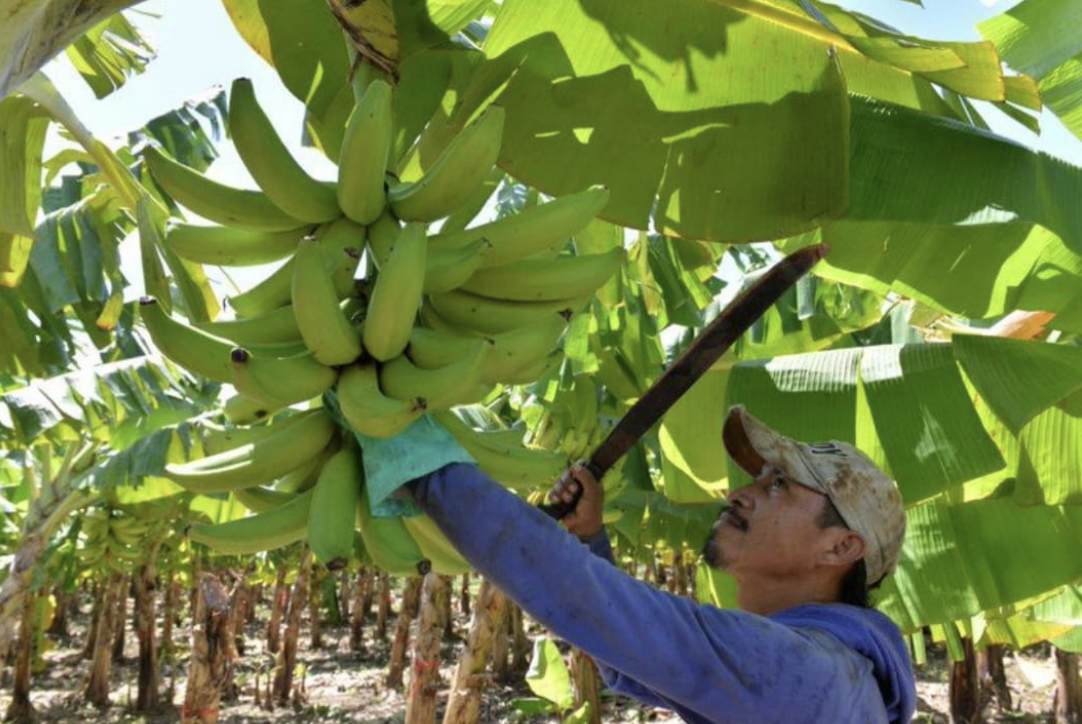 platano-4