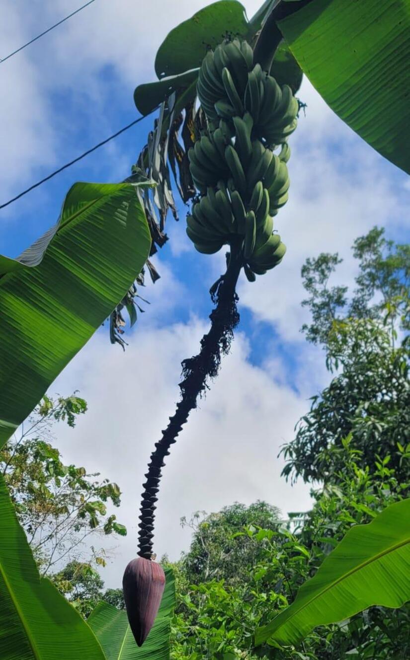 BANANO3