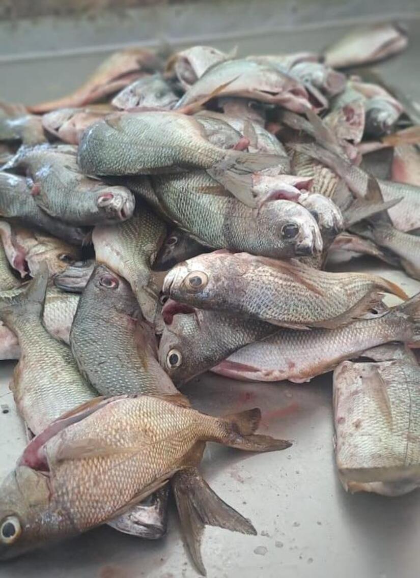 INPESCA-4