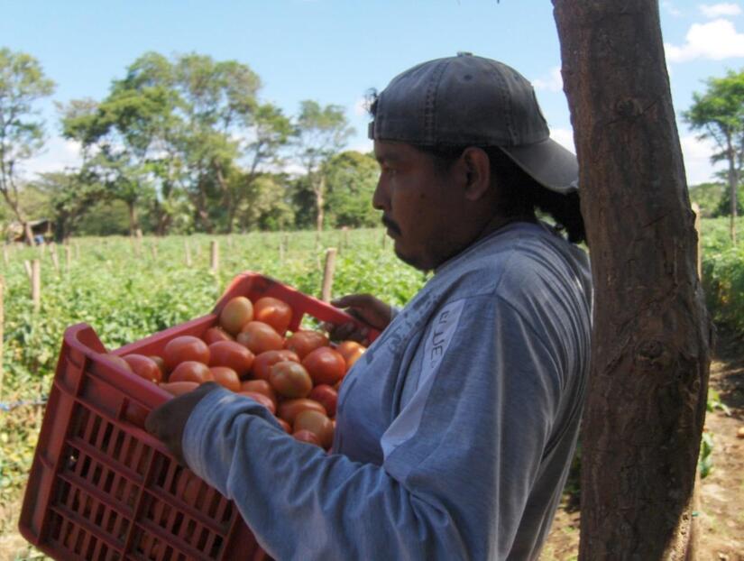 TOMATE1