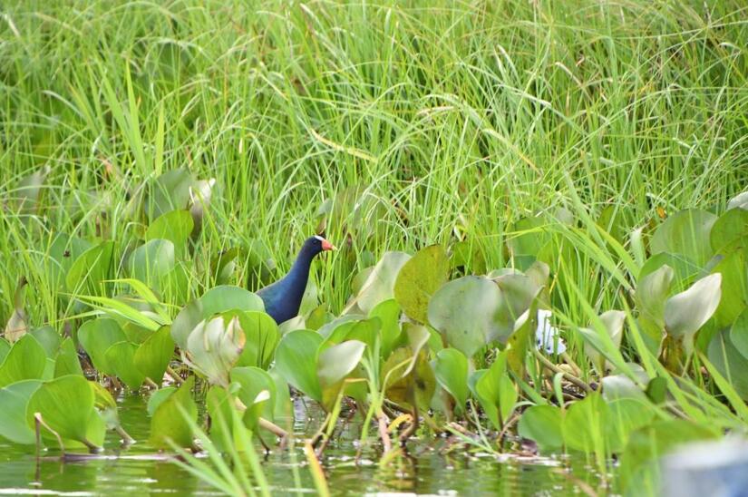 Lago-de-Apanas-(4)