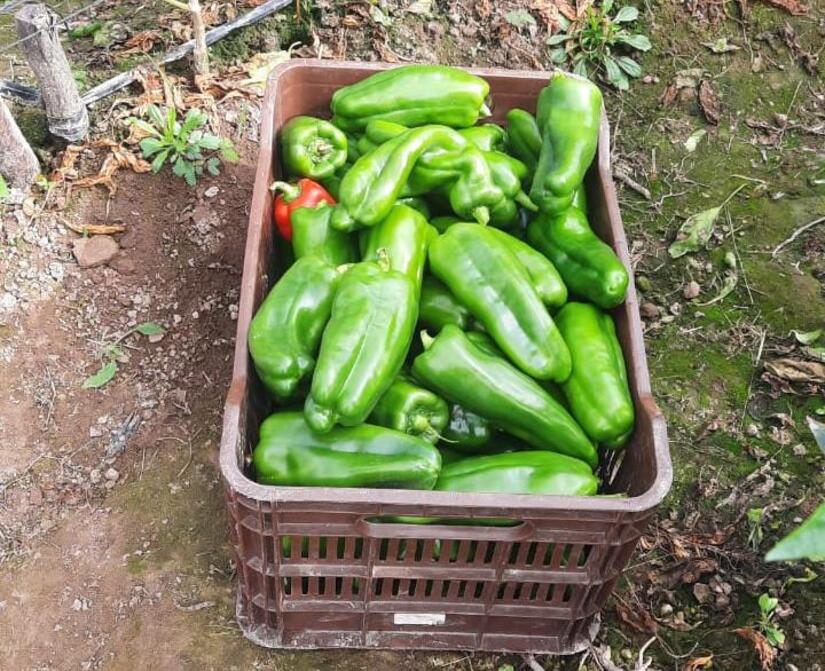 CHILTOMA-(6)