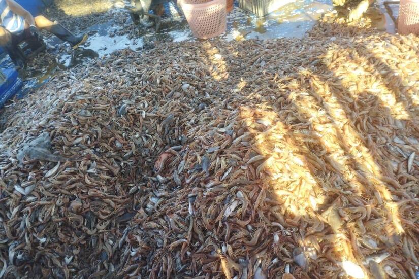 INPESCA-(1)