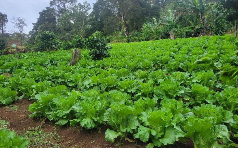 LECHUGA1