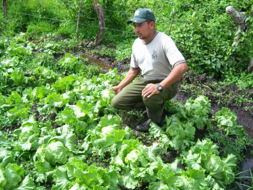 LECHUGA2