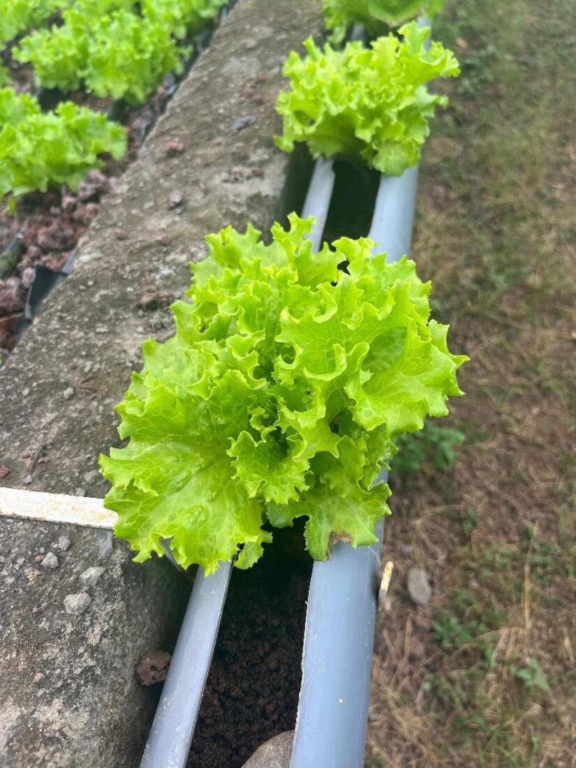 LECHUGA4
