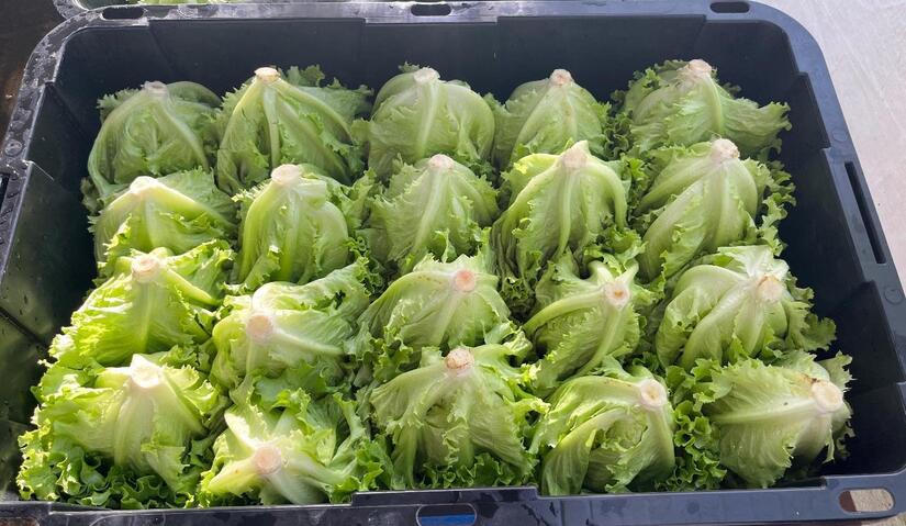 LECHUGA6