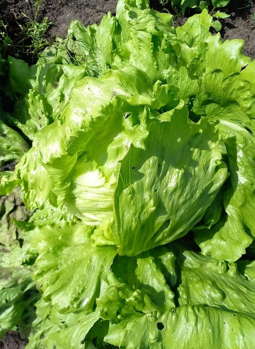 LECHUGA7