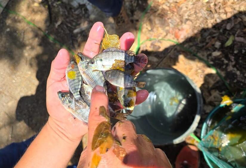 INPESCA5