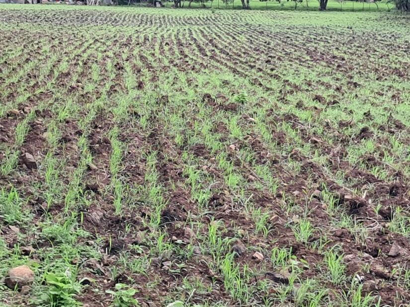 SORGO3