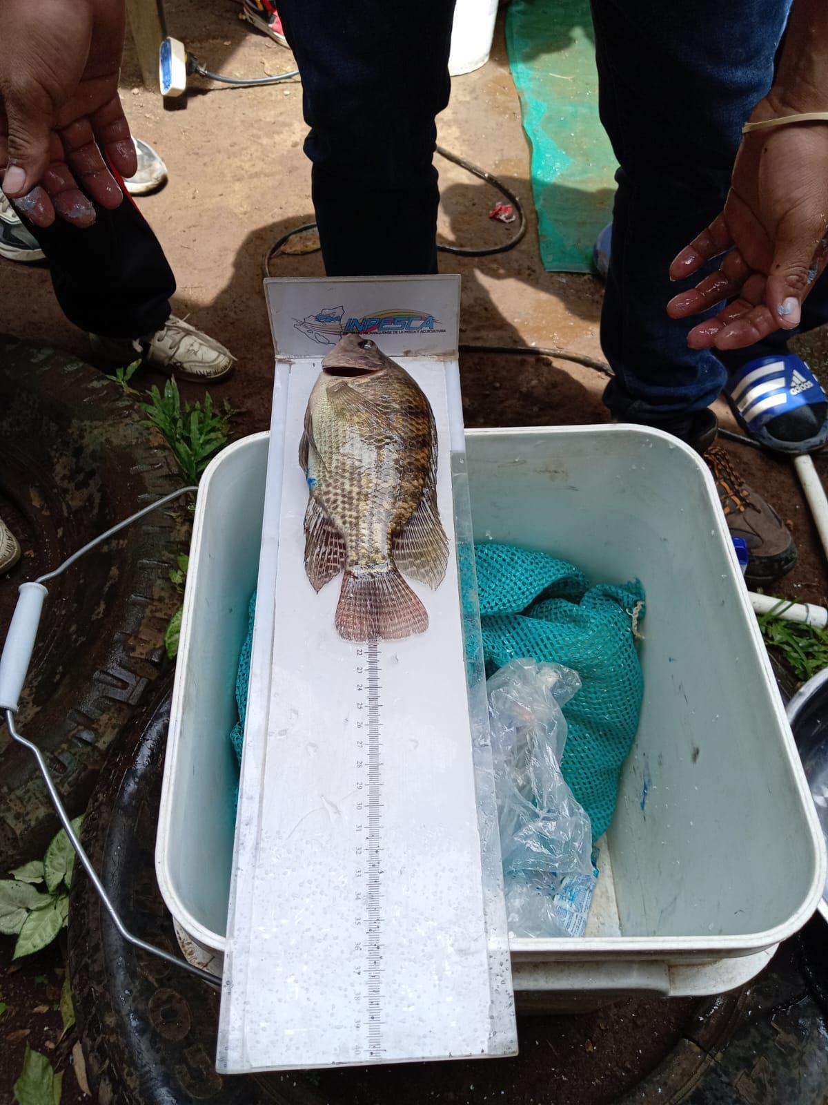 TILAPIA-4