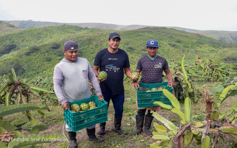 PITAHAYA11