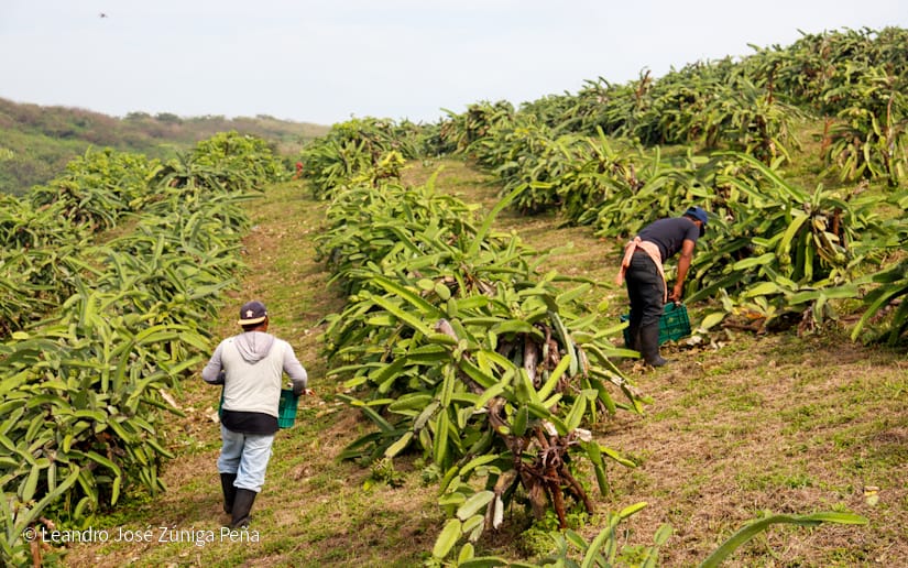 PITAHAYA15