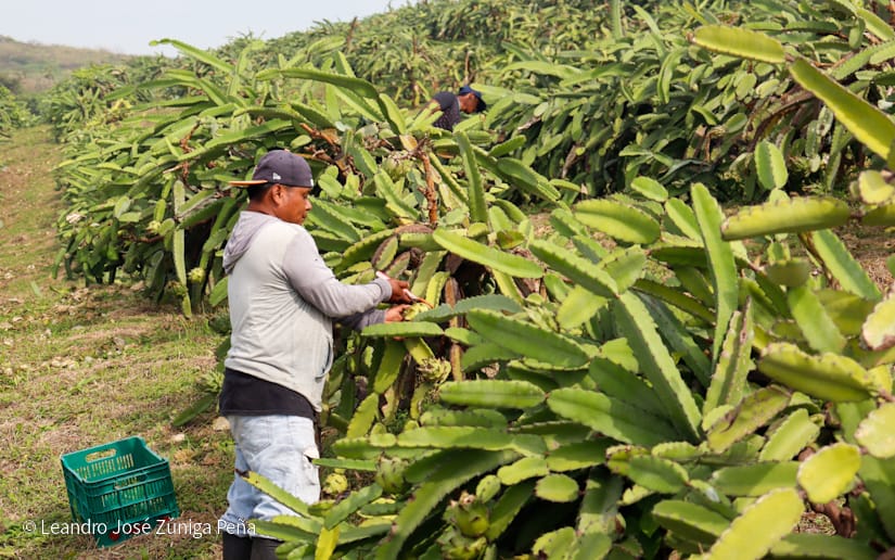 PITAHAYA18